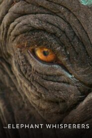 The Elephant Whisperers (2022) Hindi Dubbed, Online Watch Available